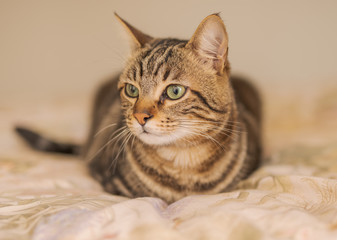 Beautiful short hair cat lying on the bed at home
