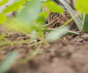 Beautiful short hair cat playing with plants at the garden on a sunny day at home