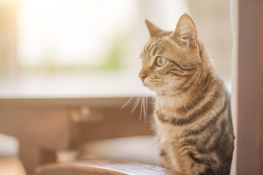 Cute short hair at the garden sittion on a chair outdoors, playing outside on a sunny day