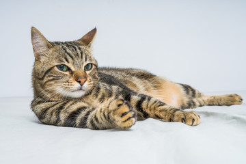 Beautiful short hair cat lying on the bed at home
