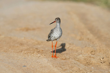 Close-up and detailed photo of the common redshank or simply redshank (Tringa totanus) stands on the ground and looks at the photographer. Bright colors and breeding plumage details
