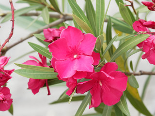 Rosa rot bl&uuml;hender Oleander oder Rosenlorbeer (Nerium oleander)