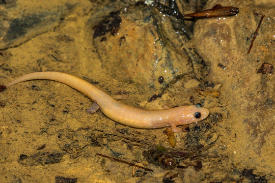 Albino Dusky Salamander