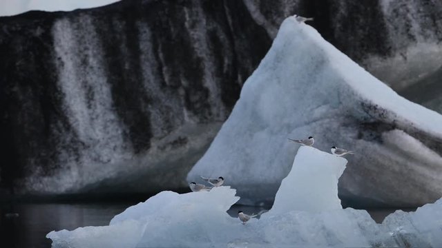 Nocturanal video showing artic terns (Sterna paradisaea) passing by on small icebergs on the J&ouml;kuls&aacute;rl&oacute;n glacial lake in southeast Iceland