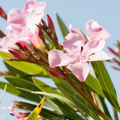  Rosa blühender Oleander oder Rosenlorbeer (Nerium oleander)