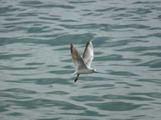 Gabbiano in volo sul mare