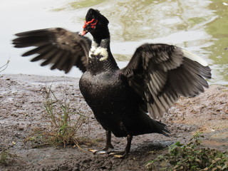 duck in zoo