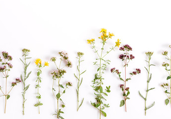 Various herbs and flowers on white background, top view, floral border