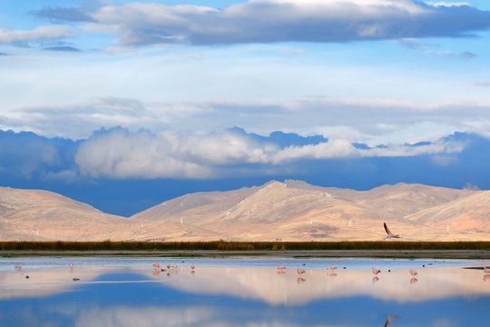 Beautiful sunset on the banks of Lake Junin with a flock of flamingos resting in the water