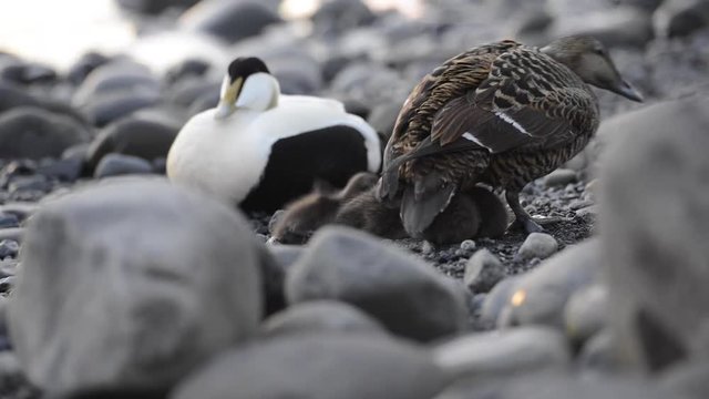Family of common eider sea-ducks with chicks, colorful male and brown female at Jökulsárlón glacial river lagoon in the Icelandic Vatnajökull National Park