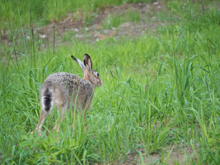European hare Lepus europaeus, also known as the brown hare running away in grass meadow. Selective focus, copy space for text.