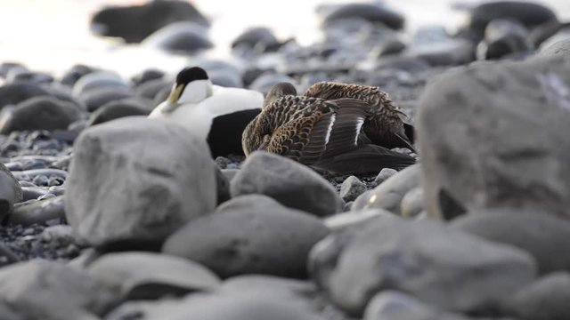 Family of common eider sea-ducks with chicks, colorful male and brown female at J&ouml;kuls&aacute;rl&oacute;n glacial river lagoon in the Icelandic Vatnaj&ouml;kull National Park