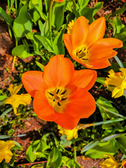 Blooming orange tulip flowers in garden
