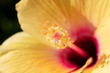 Yellow hibiscus flower close up image. Beautiful tropical bloom.