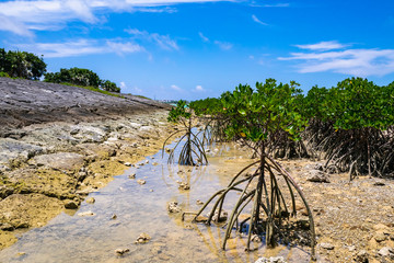 宮古島 川満漁港 マングローブ