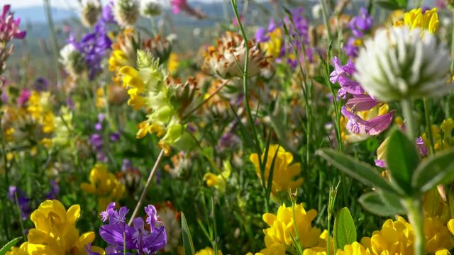 Camera moving through alpine meadow with colorful flowers . Fresh flowering meadows and blooming flowers. High quality 4K steadicam shot