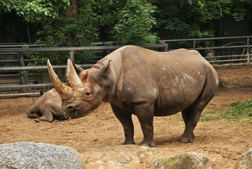 Naklejka premium Rhinoceros in Berlin. Germany