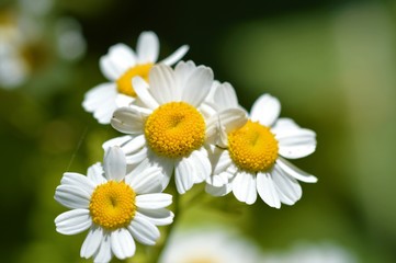 Fototapeta premium Feverfew in the garden.