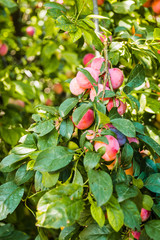 Fruits ripe wild plums in the tree canopy