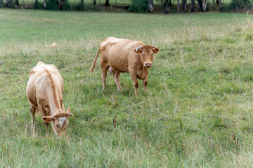 Vaches dans un pâturage