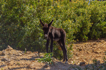 Mountain donkey on green field. Mountain donkey on green meadow,