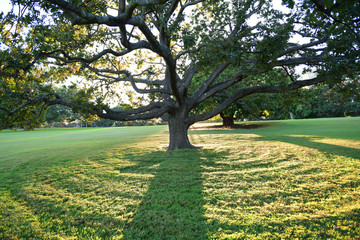 Obraz premium Trees on the park in the evening
