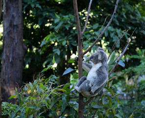 Koala Bear Australia
