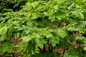 green leaves with water drops dew rain