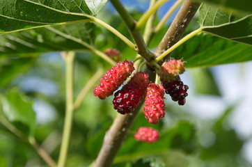 Black-fruited cotoneaster (Cotoneaster melanocarpus) with red and yellow leaves in autumn, background