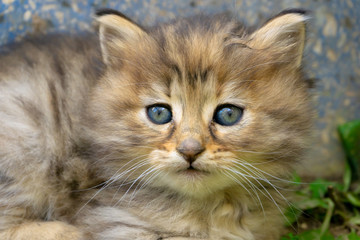 Cute small kitten with blue eyes. Portrait of tabby cat. Street cat and lifestyle concept.