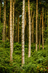 Obraz premium tall straight pine trees surrounded by a bed of fern bushes, Wicklow, Ireland