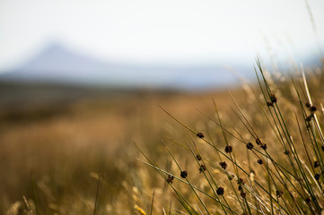 Stalks of the wild Sharp Rush in summer. Yellow grass and the Sugarloaf mountain behind