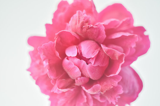 Peony pink color close-up on a white background. Fresh flowers isolate. Selective focus. Copy space. Horizontal frame.