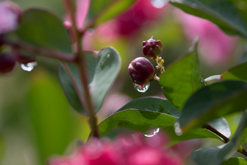 the water drops after raining