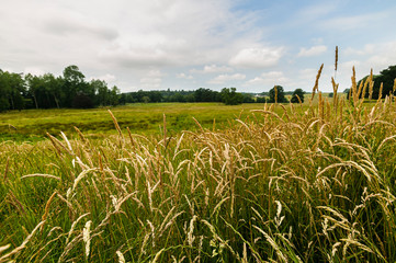 wild meadow grass in a green field