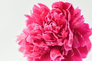 Peony pink color close-up on a white background. Fresh flowers isolate. Selective focus. Copy space. Horizontal frame.