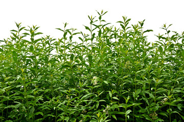 Privet sprigs isolated on a white background