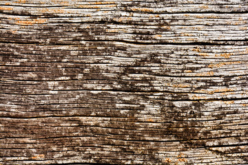 Texture of old wood board
