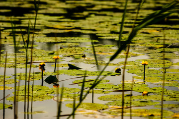 Lilly plants floating on a calm lake, Ireland