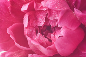 Peony flower pink color close up macro. Fresh flowers isolate. Natural background. Selective focus.
