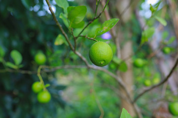 green apples on tree