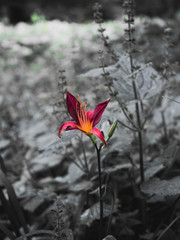 Flower on a black and white background