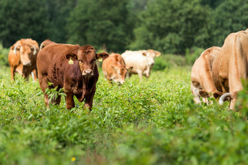 Kälbchen auf der Weide im Naturschutzgebiet