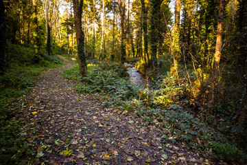 A path covered in Beech tree leaves leads through the forest at Lough Gowna, Ireland