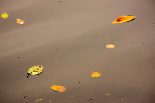 Beech And Laurel Leaves Floating On A Calm Lake