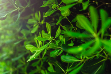 Background of fresh green leaves.  Green leaves pattern background, Natural background and wallpaper