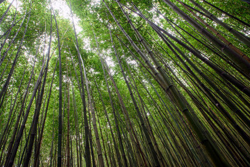Obraz na płótnie Canvas Beautiful bamboo forest ;view of the bamboo looking up at the sky.