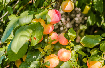 Fruits ripe wild plums in the tree canopy