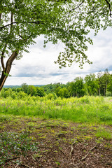 BLick durch den Wald zum Horizont an einem wolkigen Tag