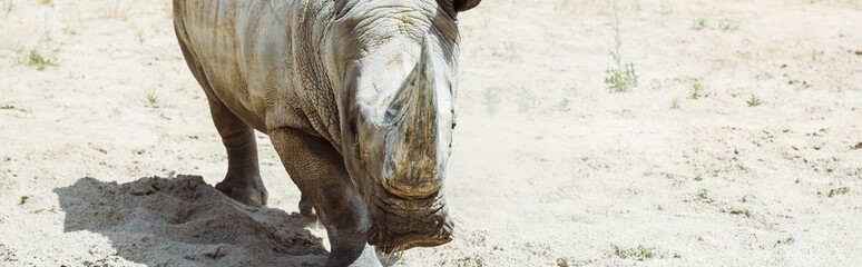 Obraz premium panoramic shot of rhinoceros walking in zoo in summertime
